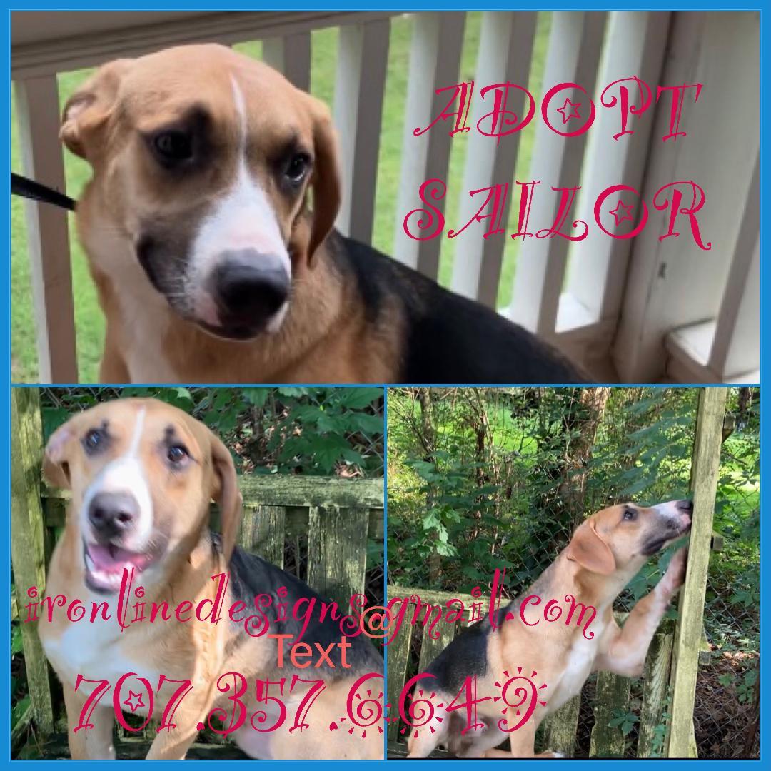 Enlarge Sailor, a Adoptable Hound in Huntsville, AL image 2/3