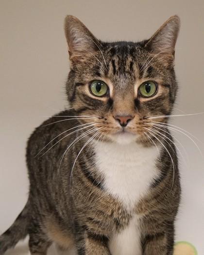 Tigger the 3rd (in foster)