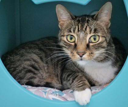 Tigger the 3rd (in foster) — thumbnail 2