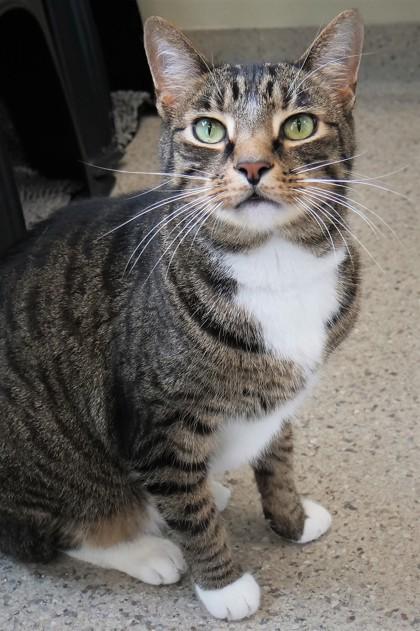 Tigger the 3rd (in foster) — thumbnail 3