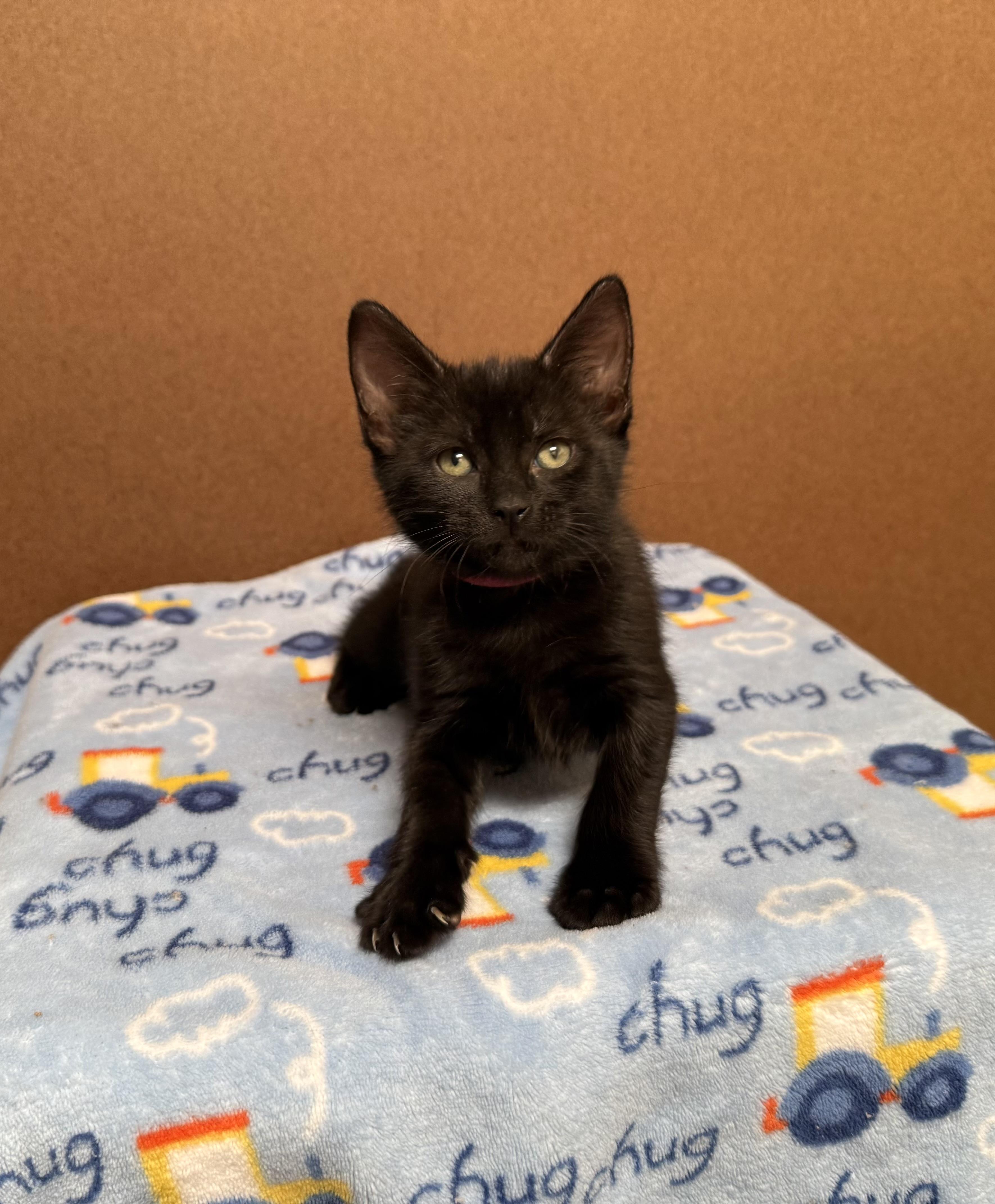 Daisy Mae (easygoing / sweet / loving), Baby Female unknown