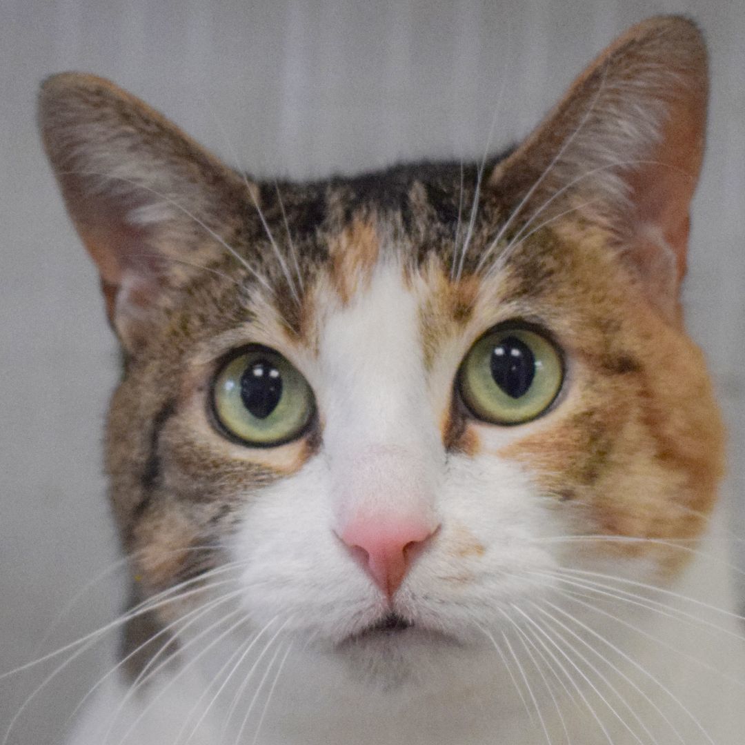 Cicero, a Adoptable mixed breed in Huntley, IL image 1/6