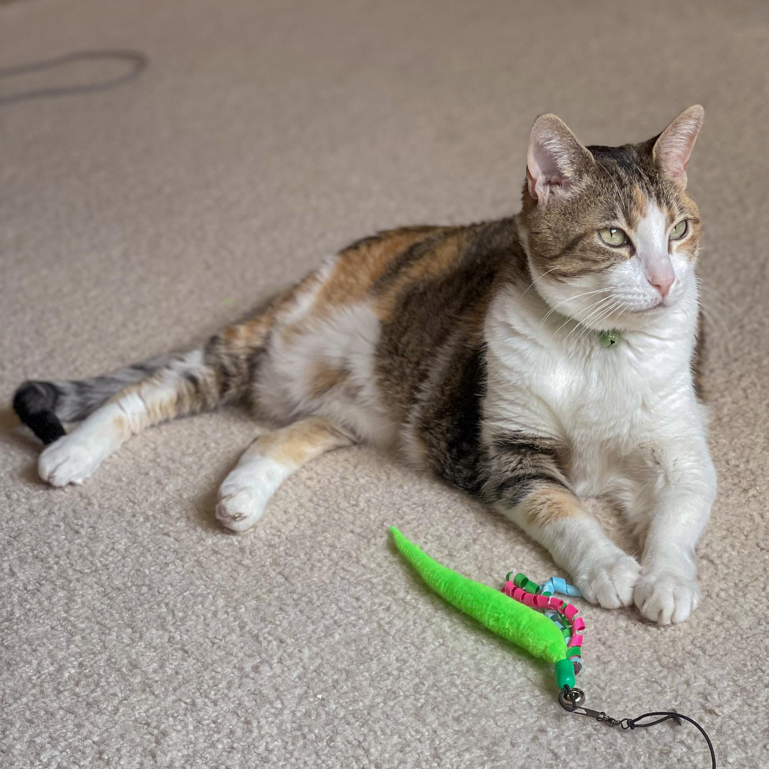 Cicero, a Adoptable mixed breed in Huntley, IL image 2/6