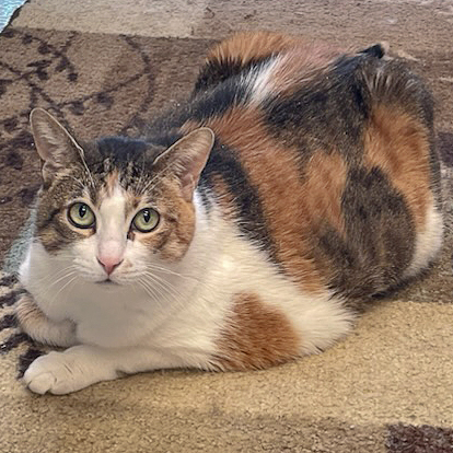 Cicero, a Adoptable mixed breed in Huntley, IL image 4/6