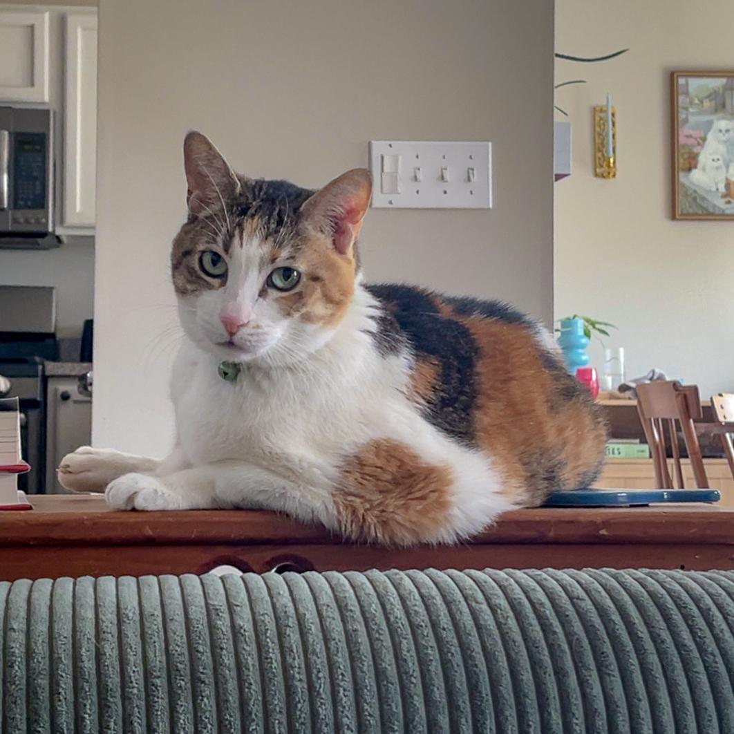 Cicero, a Adoptable mixed breed in Huntley, IL image 3/6