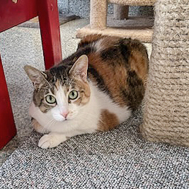 Cicero, a Adoptable mixed breed in Huntley, IL image 6/6