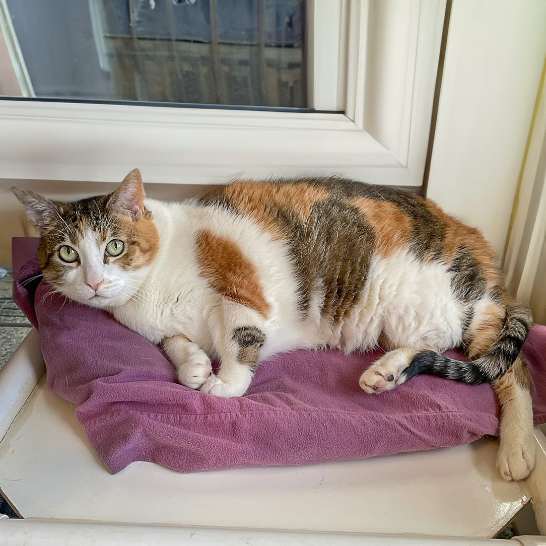 Cicero, a Adoptable mixed breed in Huntley, IL image 5/6