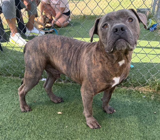 LOU, Adoptable, Adult Male Mixed Breed.