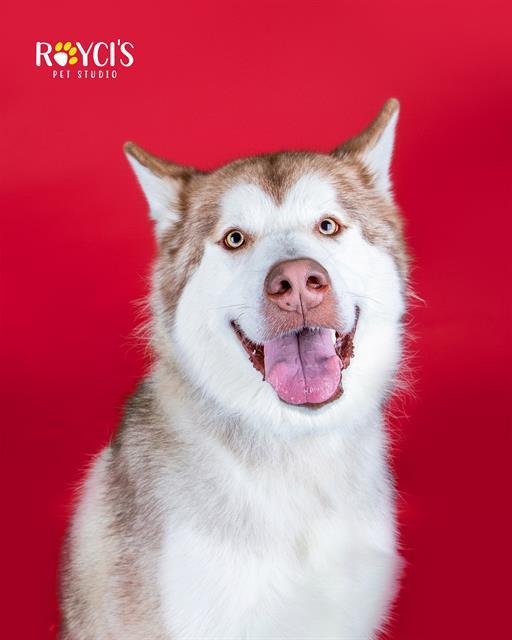 Enlarge TOKYO, a Adoptable Siberian Husky in West Valley City, UT image 1/1