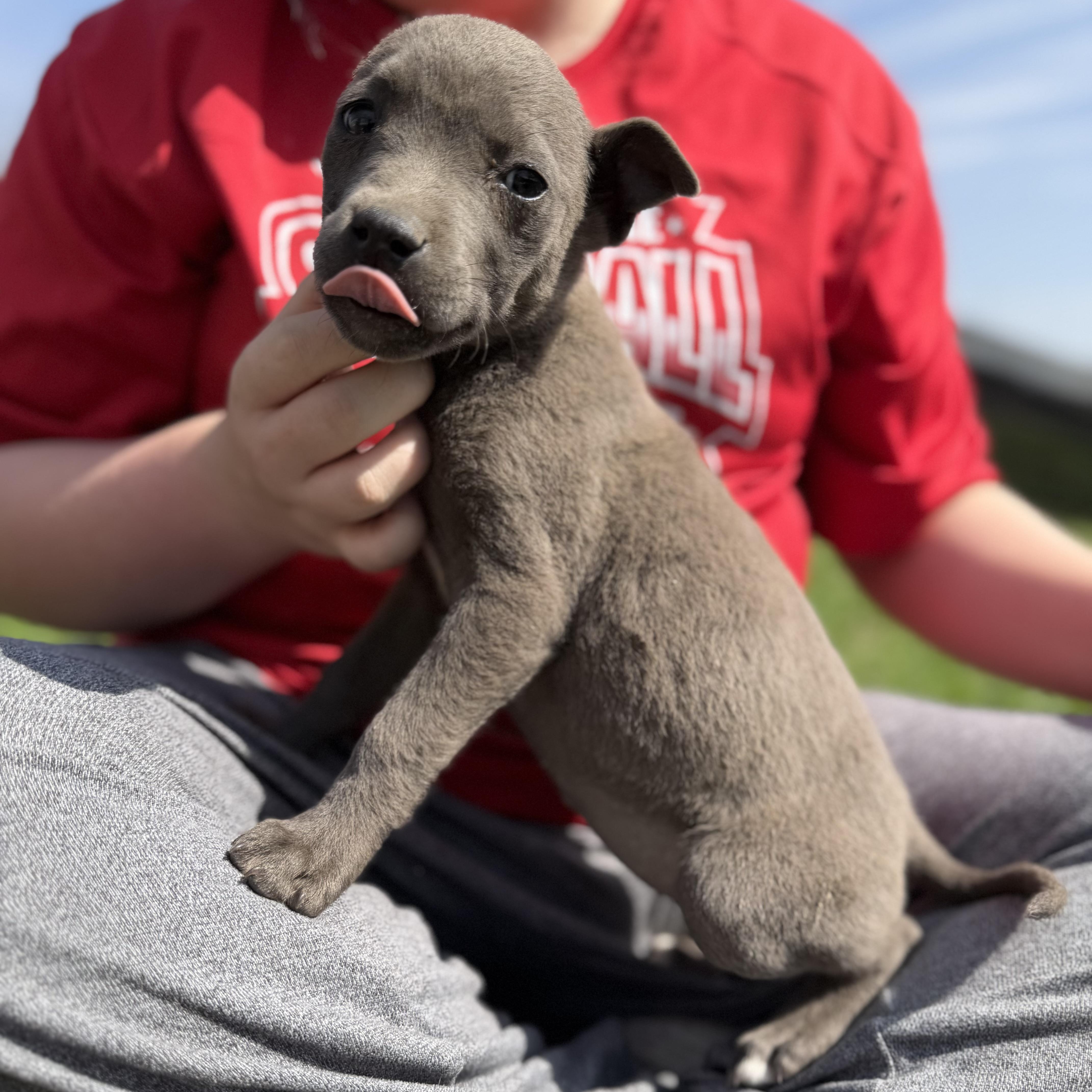 Gemini — thumbnail 2