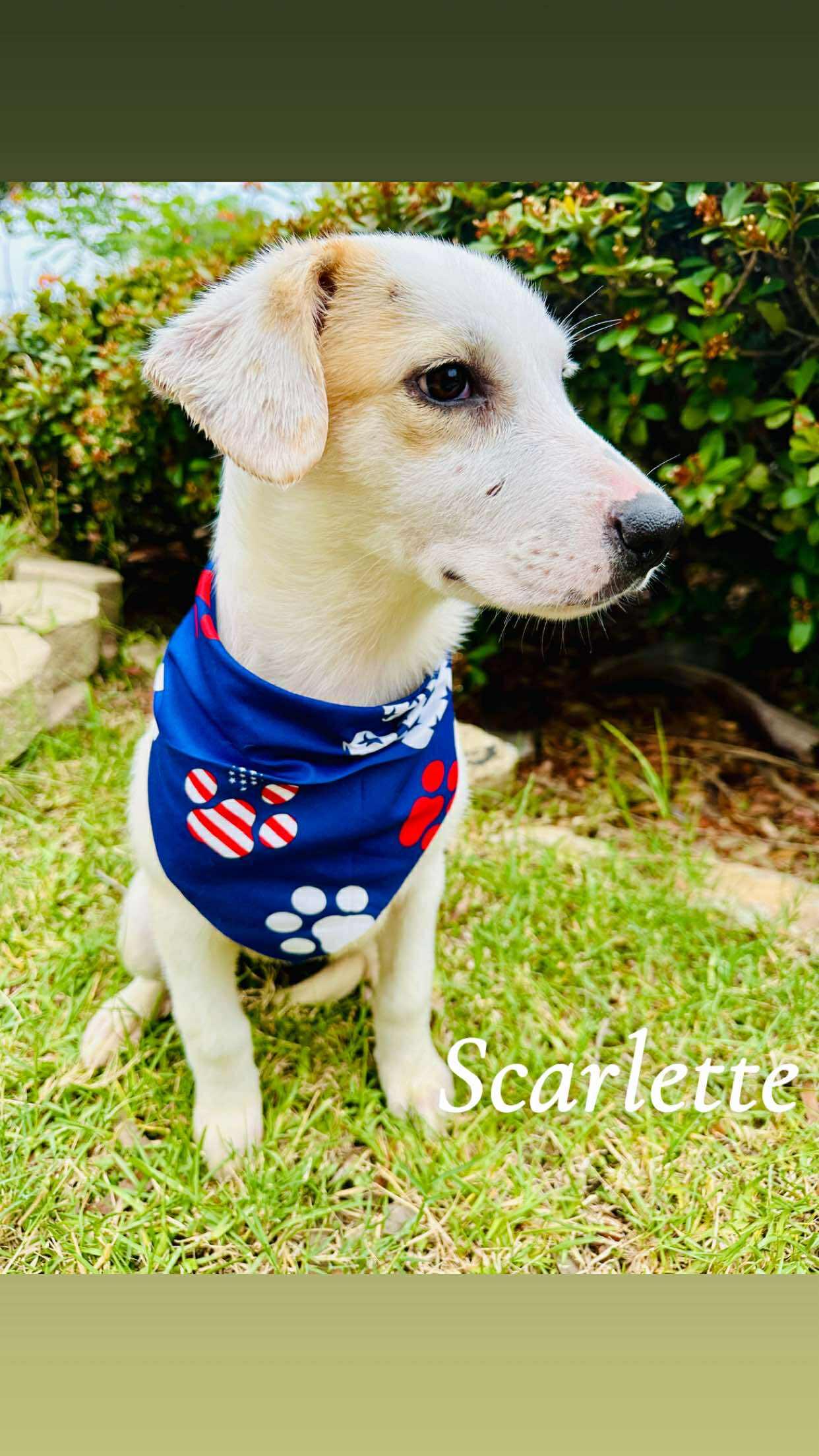 Scarlette, Baby Female Labrador Retriever