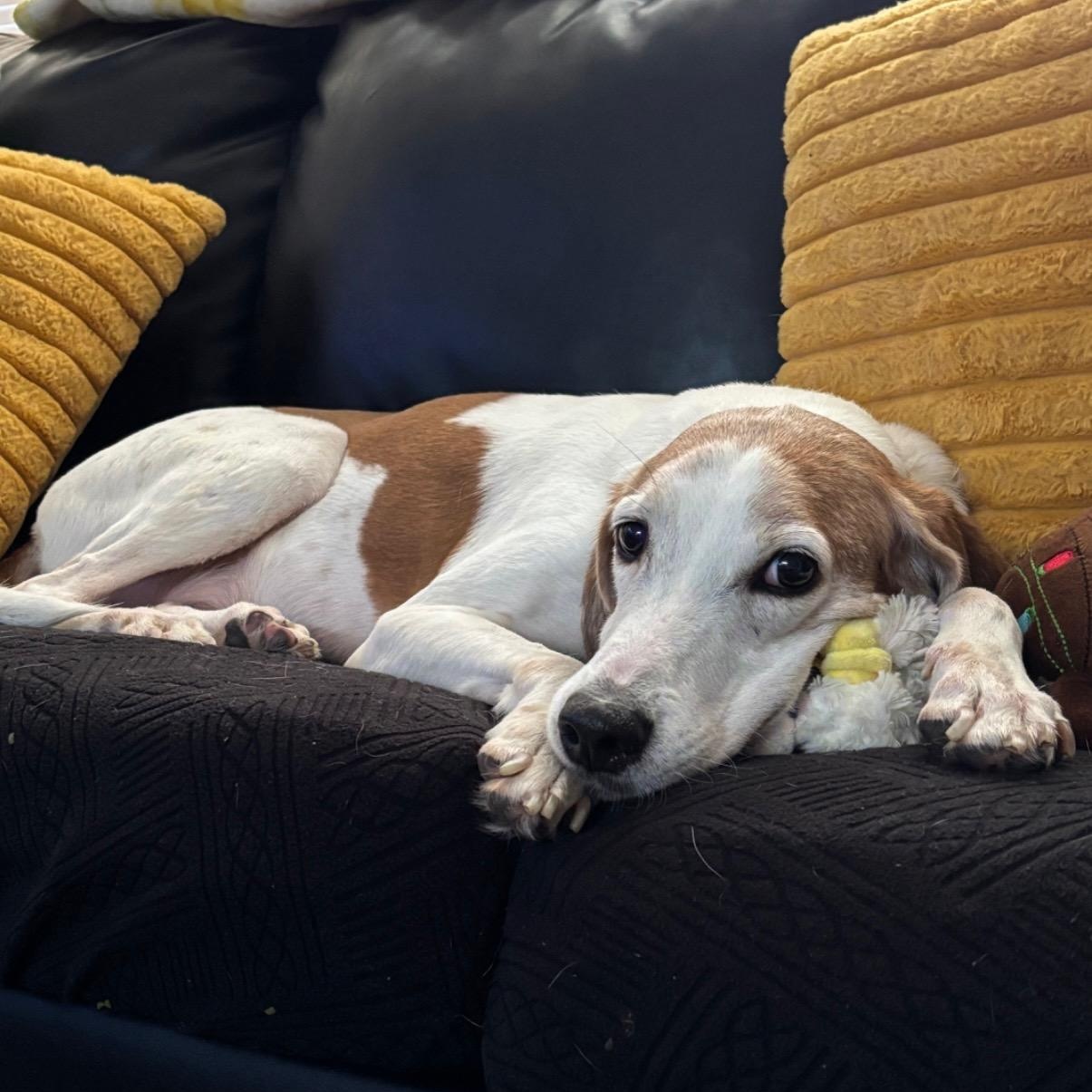 Jedi, an adopted Coonhound in Port Saint Lucie, FL image 3/6