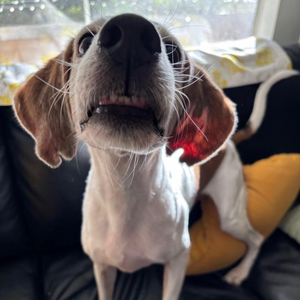 Jedi, an adopted Coonhound in Port Saint Lucie, FL image 6/6