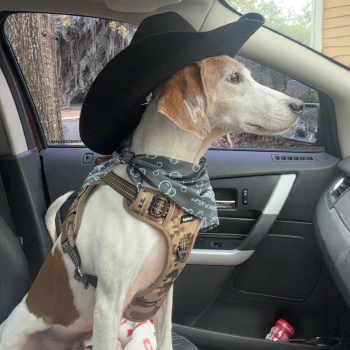 Jedi, an adopted Coonhound in Port Saint Lucie, FL image 2/6