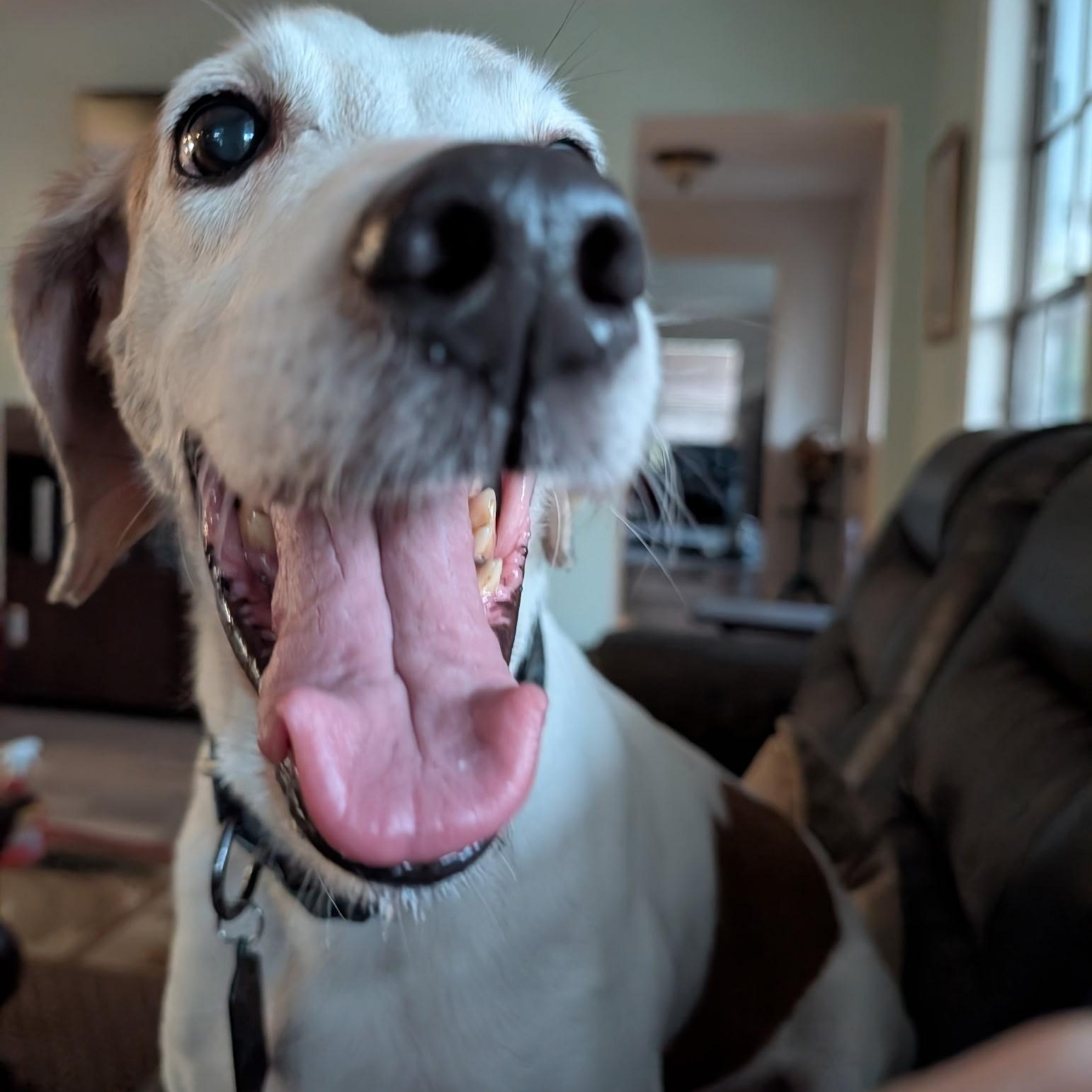 Jedi, an adopted Coonhound in Port Saint Lucie, FL image 4/6