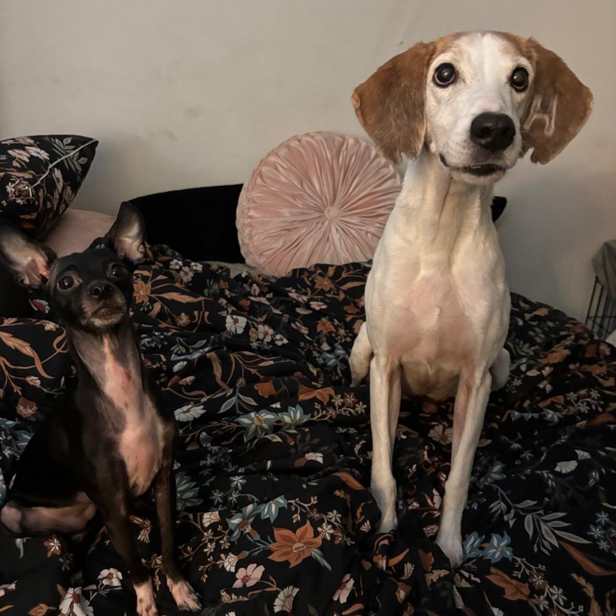 Jedi, an adopted Coonhound in Port Saint Lucie, FL image 5/6