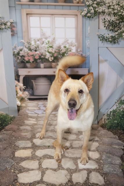 Enlarge MARIPOSA, a Adoptable Carolina Dog in Corpus Christi, TX image 1/1