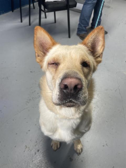 MARIPOSA, a Adoptable Carolina Dog in Corpus Christi, TX image 1/2
