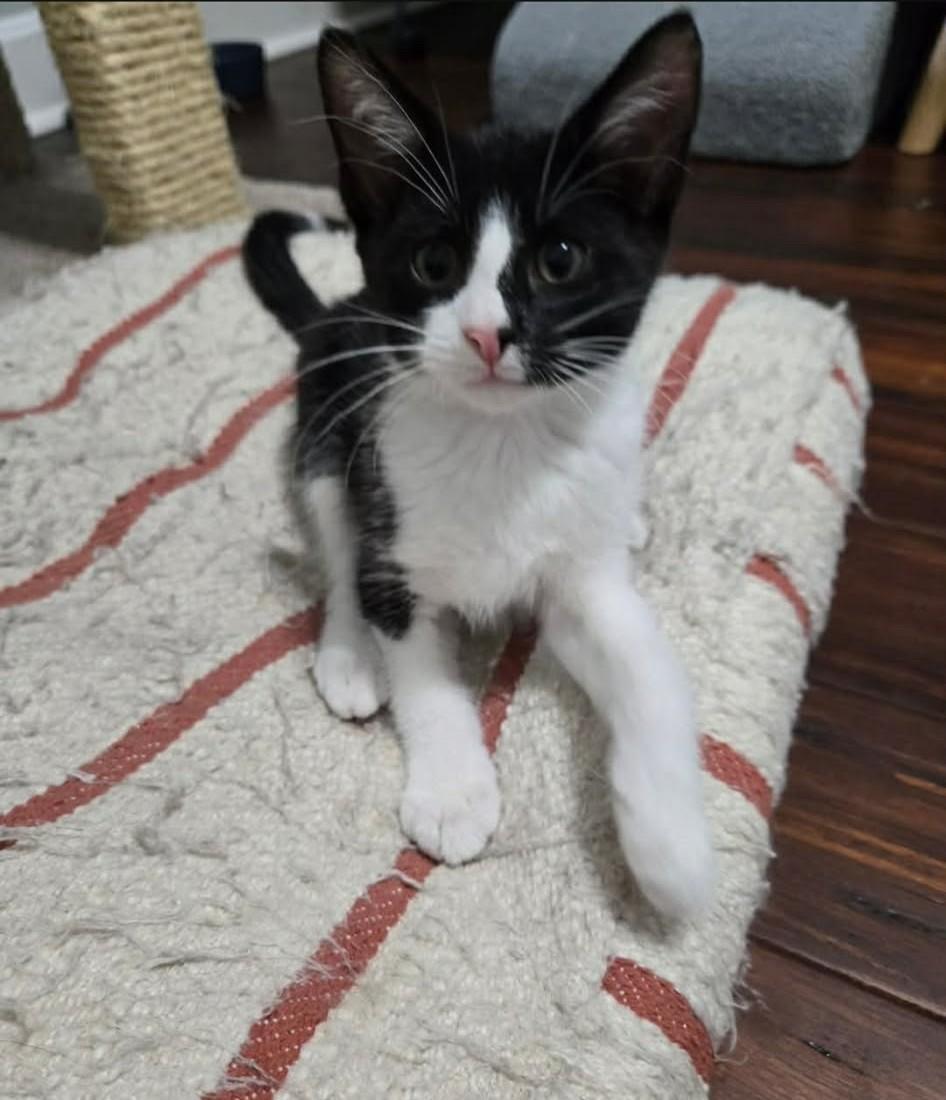 Grumpy, Adoptable, Kitten Male Domestic Short Hair.