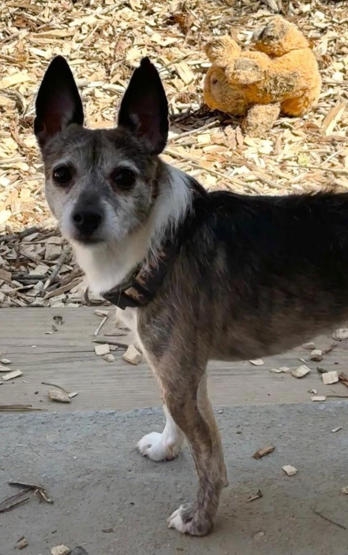 Max, a Adoptable Jack Russell Terrier in Hollywood, MD image 1/2