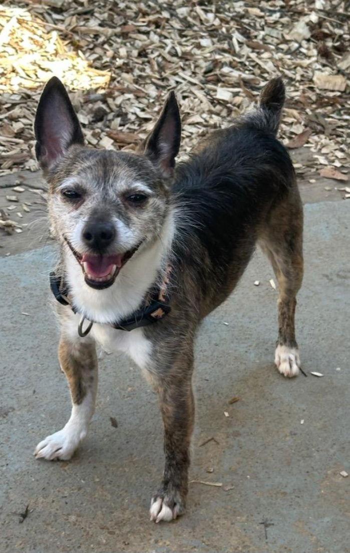 Max, a Adoptable Jack Russell Terrier in Hollywood, MD image 2/2
