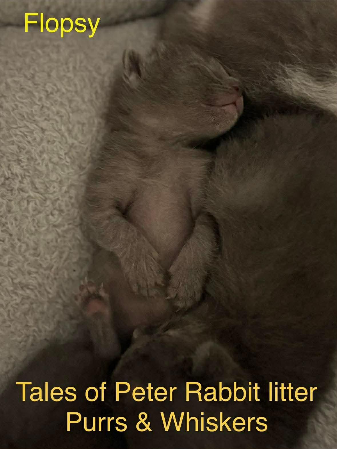 Enlarge Flopsy, a Adoptable Domestic Short Hair in New Hartford, NY image 2/2