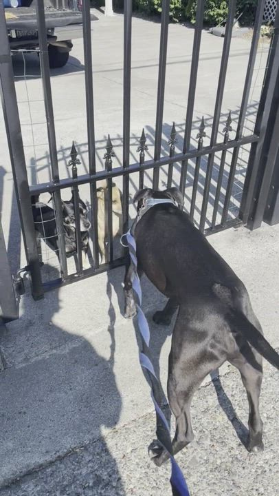 Enlarge Artie, a Adopted mixed breed in Auburn, WA video 5/9