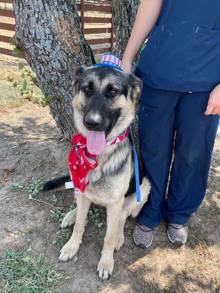 Jerry, Adopted, Adult Male German Shepherd Dog.