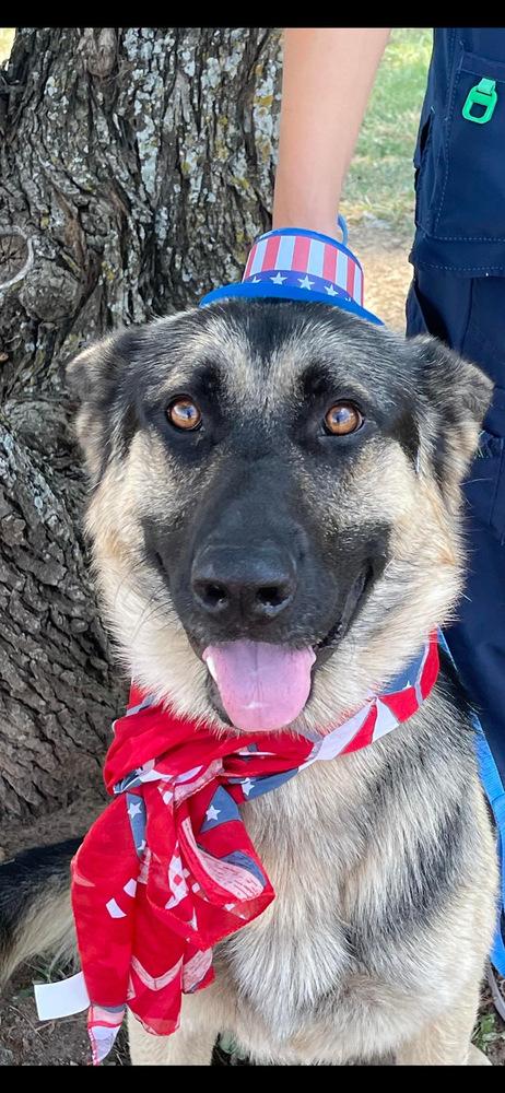 Enlarge Jerry, a Adopted German Shepherd Dog in Oakwood, TX image 2/4