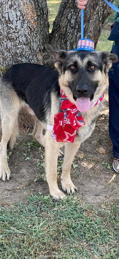 Enlarge Jerry, a Adopted German Shepherd Dog in Oakwood, TX image 3/4