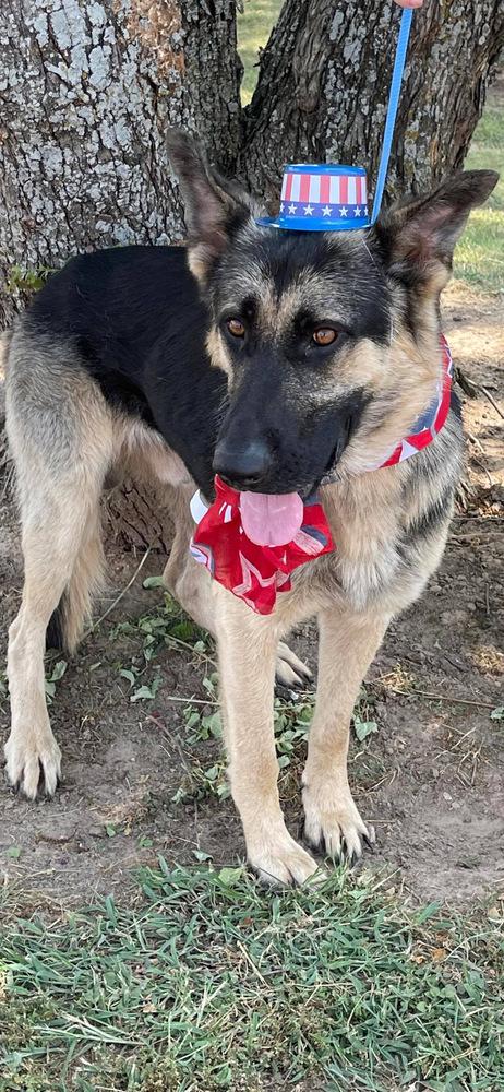 Enlarge Jerry, a Adopted German Shepherd Dog in Oakwood, TX image 4/4