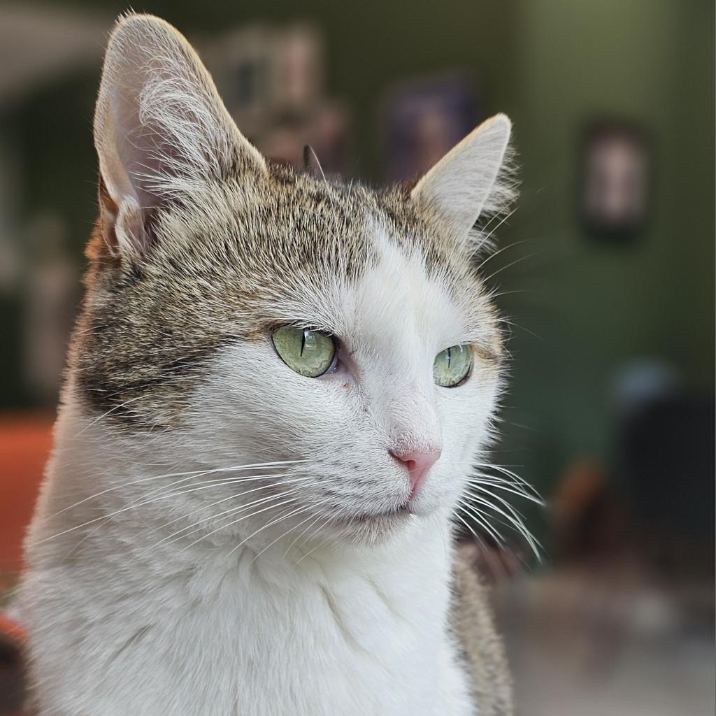 Enlarge Froot Loop, a Adoptable Domestic Short Hair in Cumming, GA image 1/6