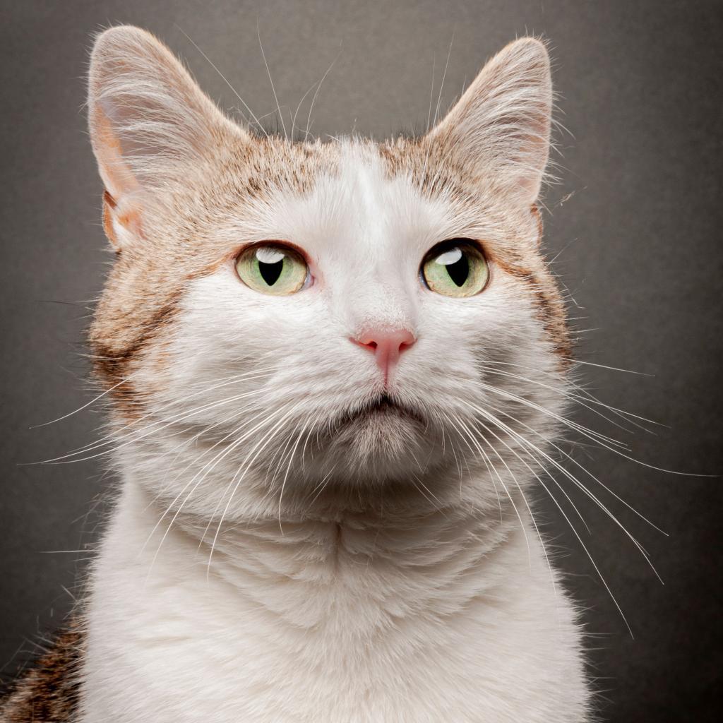 Enlarge Froot Loop, a Adoptable Domestic Short Hair in Cumming, GA image 2/6