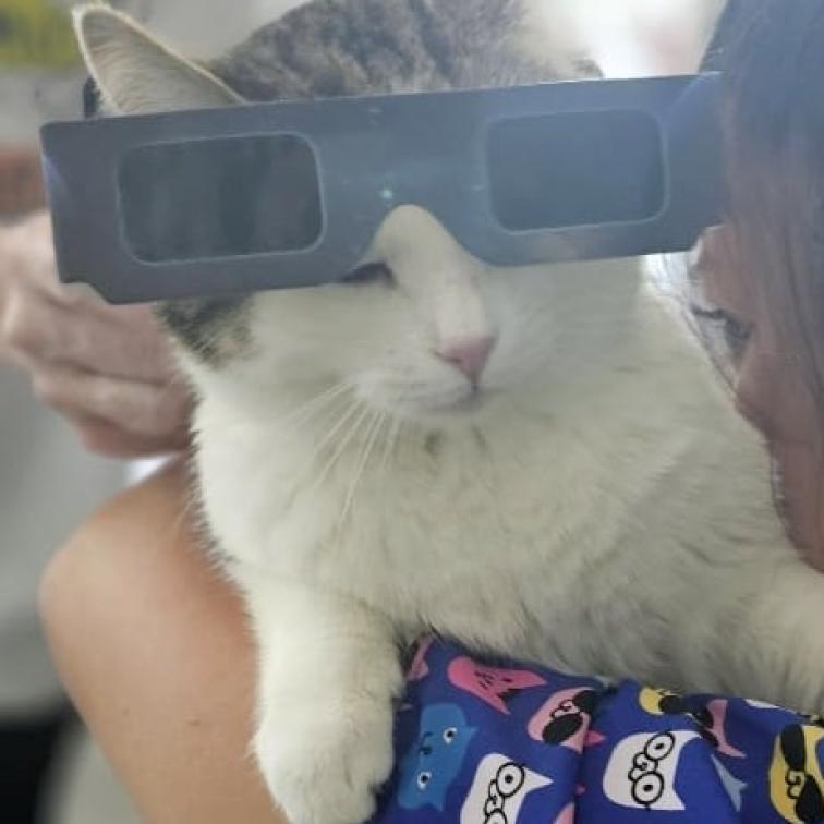 Enlarge Froot Loop, a Adoptable Domestic Short Hair in Cumming, GA image 3/6