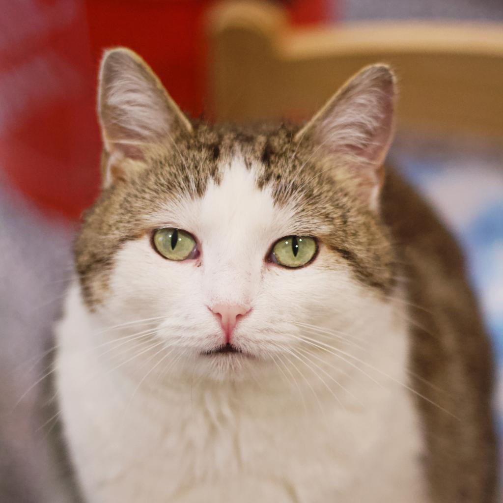 Enlarge Froot Loop, a Adoptable Domestic Short Hair in Cumming, GA image 4/6