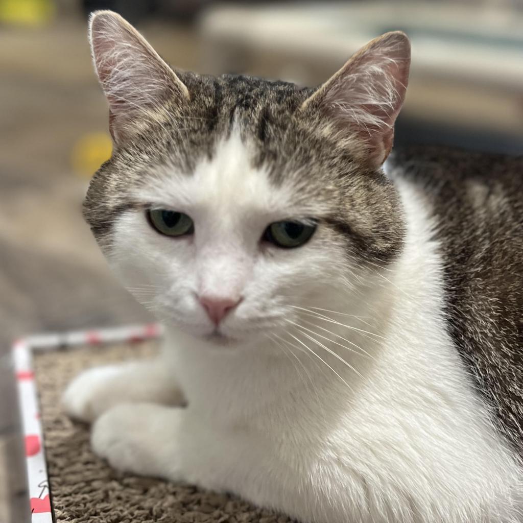 Enlarge Froot Loop, a Adoptable Domestic Short Hair in Cumming, GA image 5/6