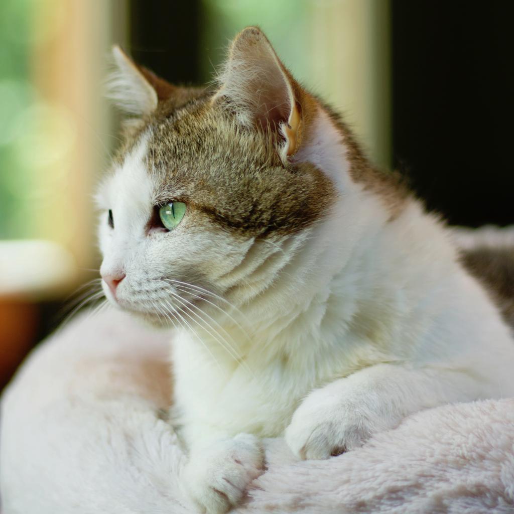 Froot Loop — thumbnail 6