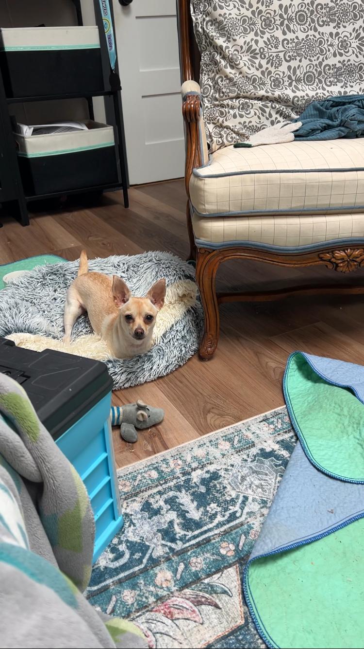 Enlarge PIXIE (special needs), an adopted Chihuahua in Pittsburg, CA image 2/3