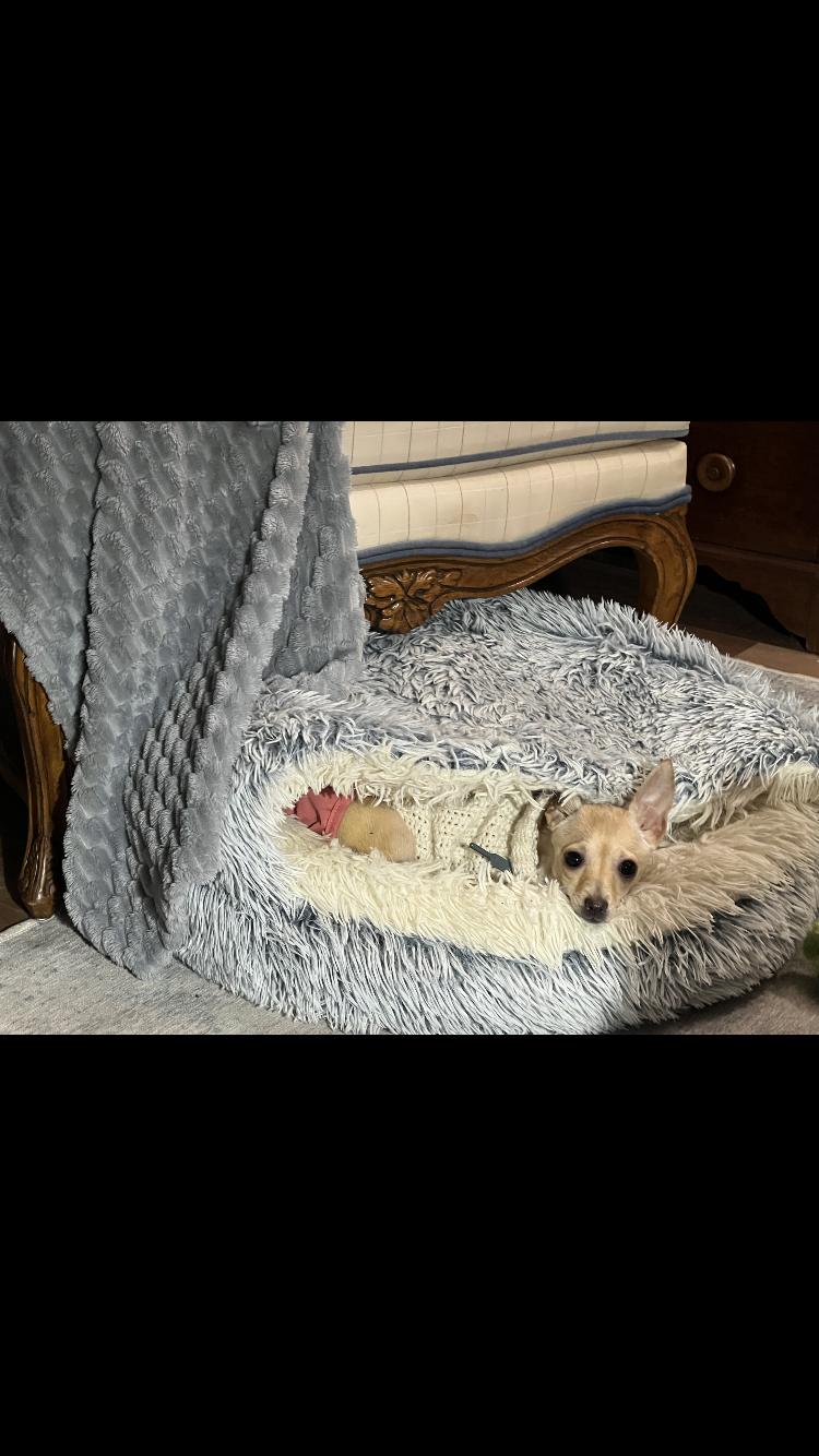 PIXIE (special needs), adopted, Young Female Chihuahua.
