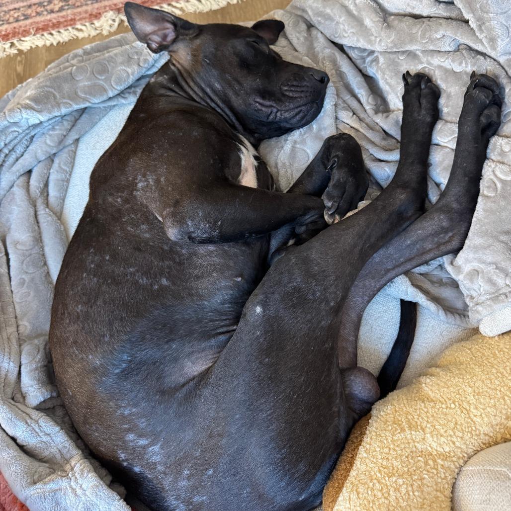 Dipper, Adoptable, Adult Male Mixed Breed.