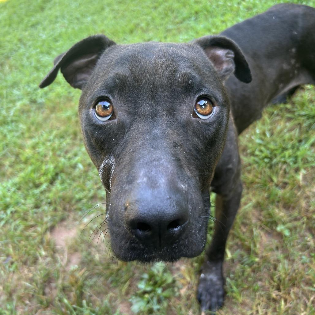 Dipper, a Adoptable Mixed Breed in Auburn, AL image 2/6