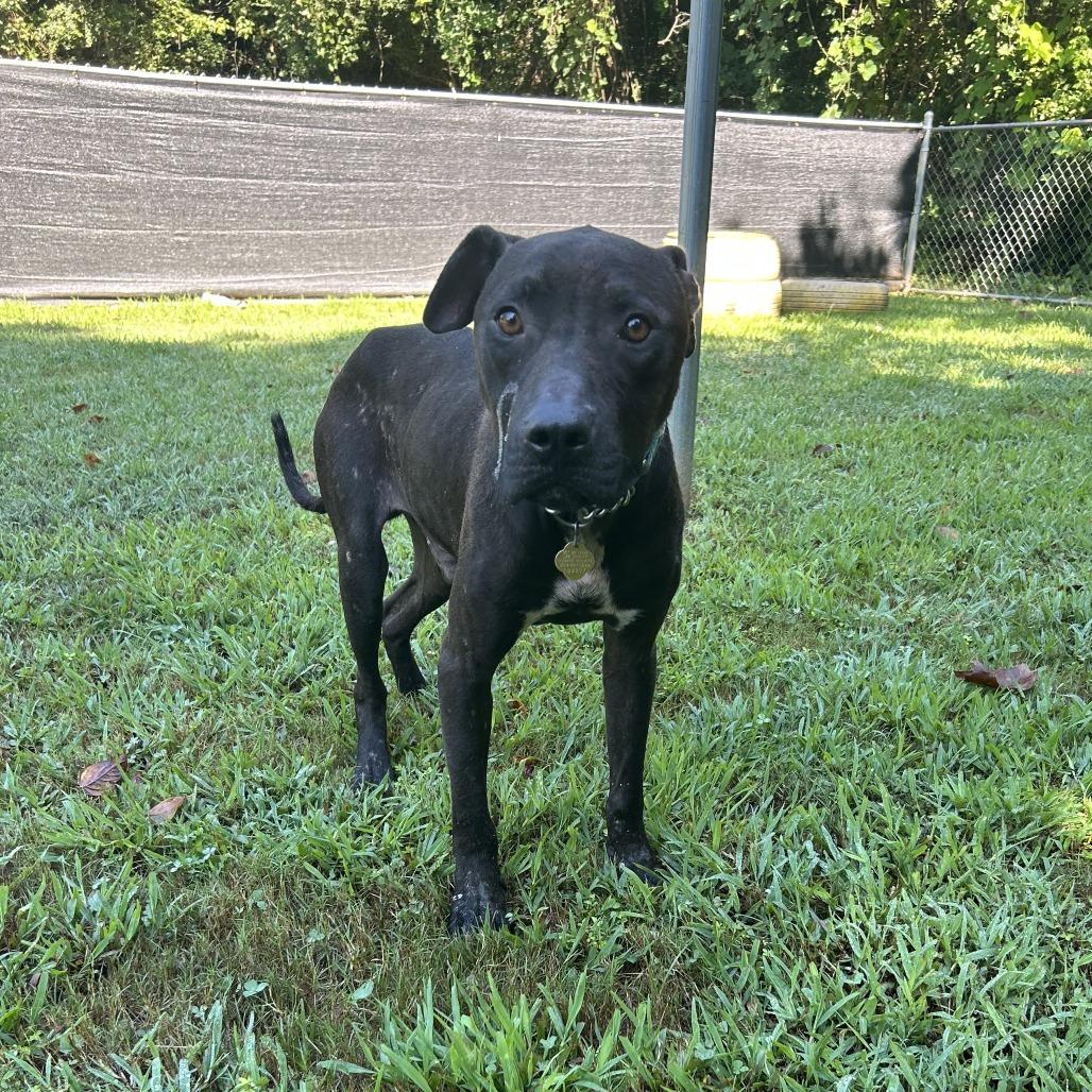 Dipper, a Adoptable Mixed Breed in Auburn, AL image 3/6