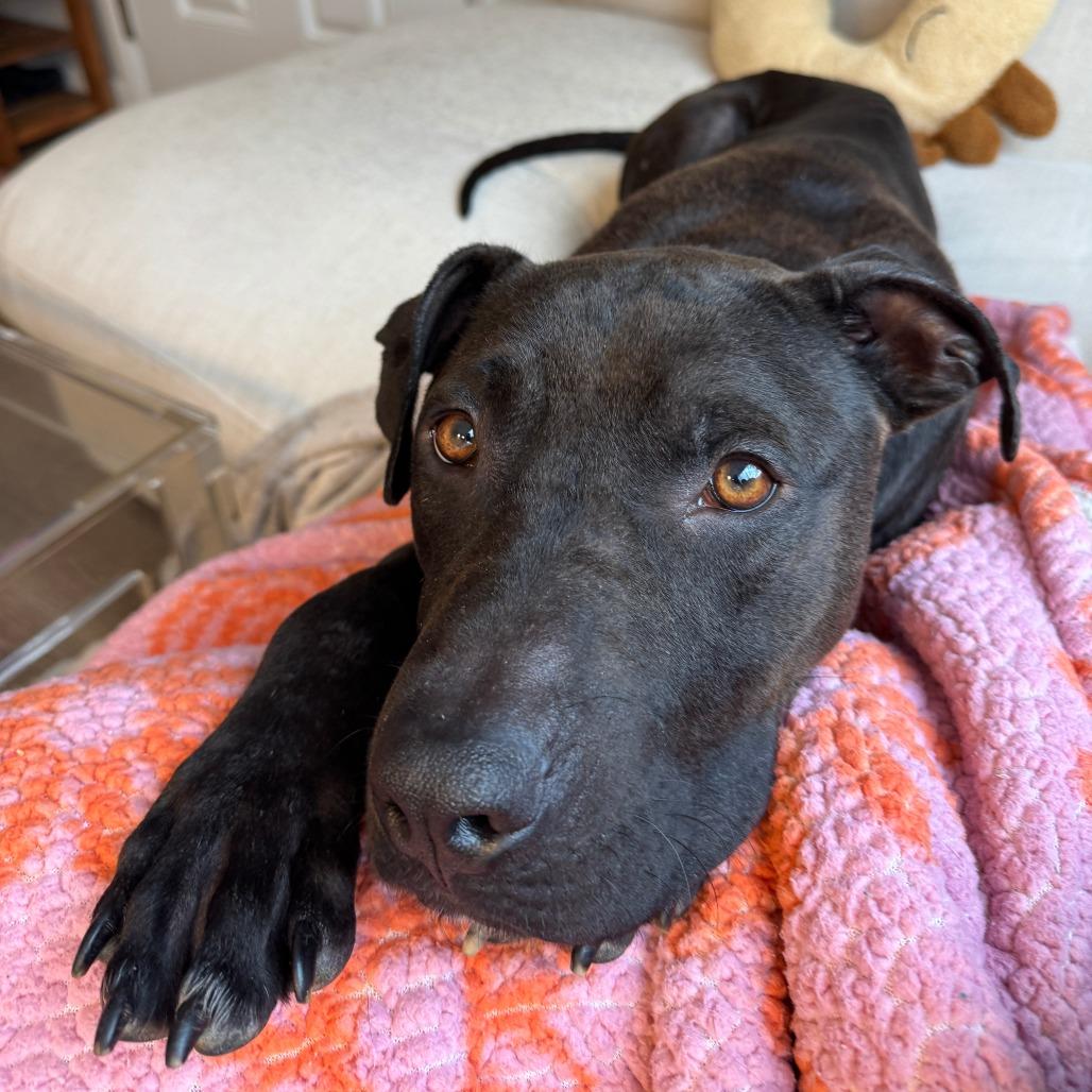 Enlarge Dipper, a Adoptable Mixed Breed in Auburn, AL image 3/6