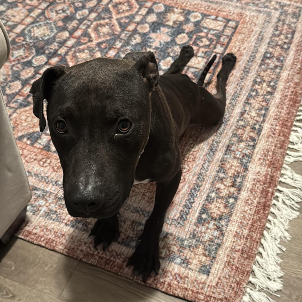 Dipper, a Adoptable Mixed Breed in Auburn, AL image 4/6