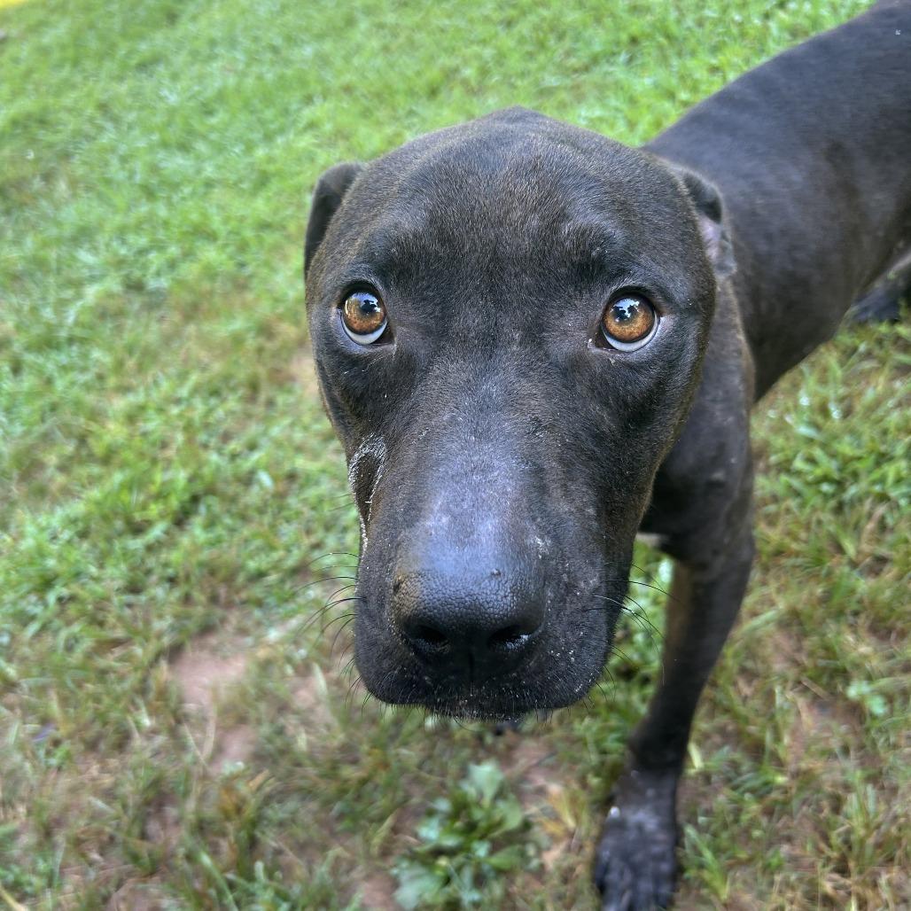 Dipper, a Adoptable Mixed Breed in Auburn, AL image 6/6