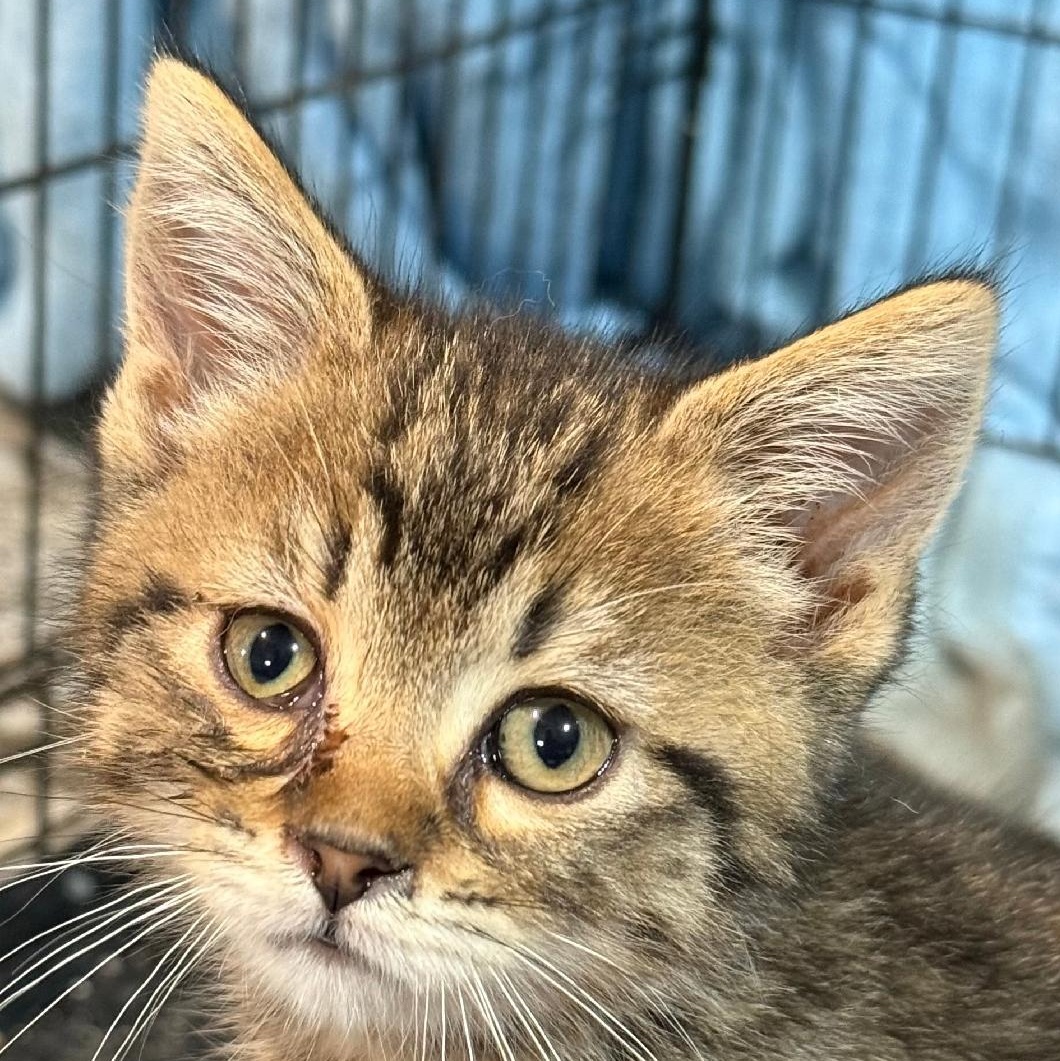 ALADDIN, an adoptable Domestic Short Hair in Gresham, WI, 54128 | Photo Image 1
