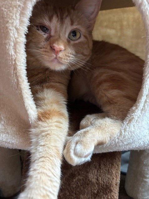 Oakley, a Adoptable Domestic Short Hair in Nashville, TN image 1/3