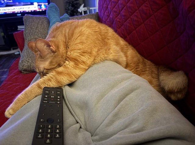 Oakley, a Adoptable Domestic Short Hair in Nashville, TN image 2/3