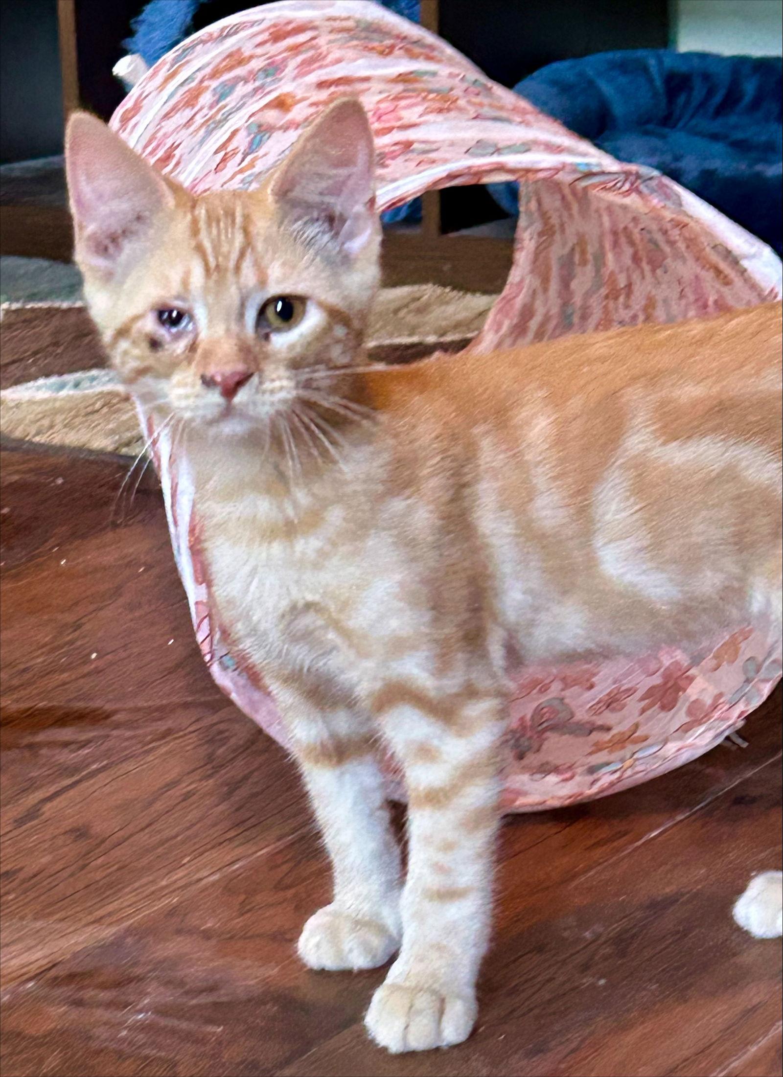 Oakley, Adoptable, Kitten Male Domestic Short Hair.