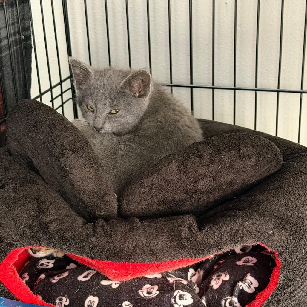 Buttermilk, Adoptable, Kitten Male Domestic Short Hair.